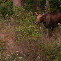 Moose calf.