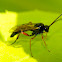 Parasitic wasp (male)