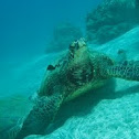 Sea Turtle