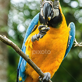 Time to eat by Stefanus Ming - Animals Birds