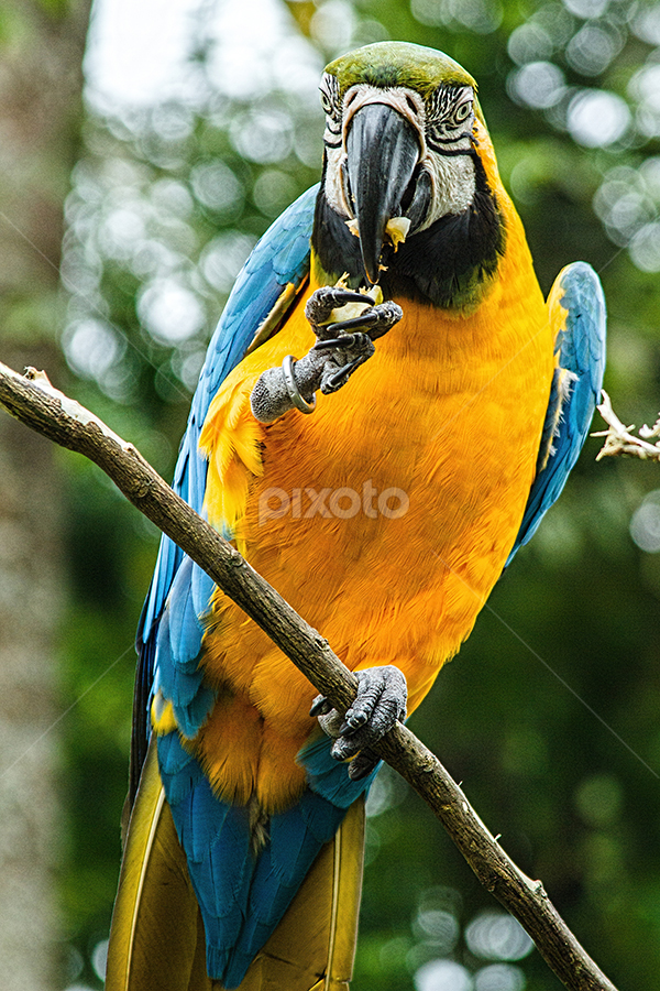 Time to eat by Stefanus Ming - Animals Birds
