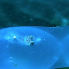 Bigfin Reef Squid hatchling