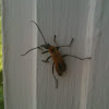 Margined Leatherwing Beetle