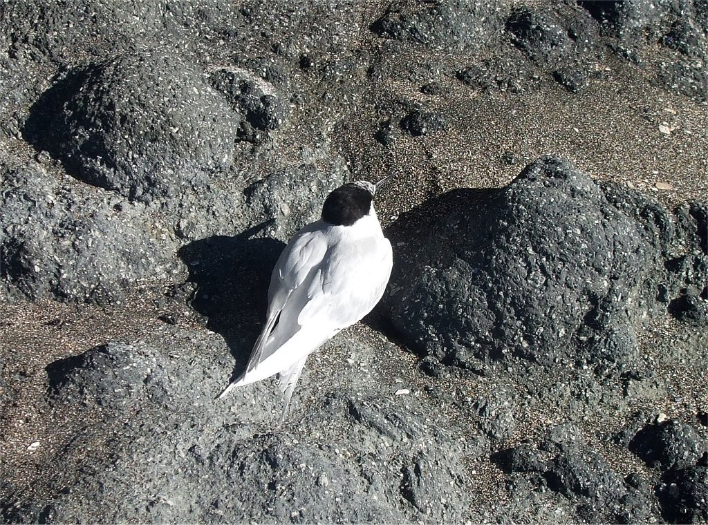 Tara (White-fronted Tern)