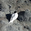 Tara (White-fronted Tern)