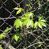 Virginia creeper