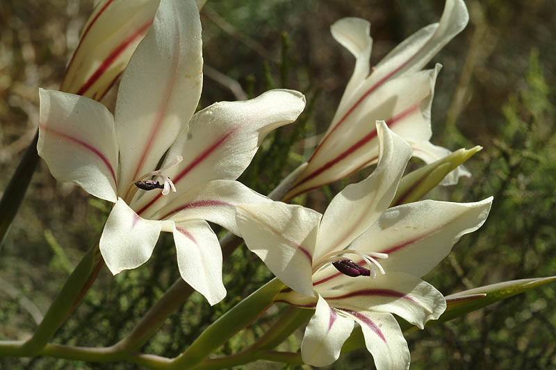 Gladiolus floribundus