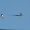 Common Swallow