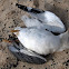 Heuglin's Gull