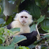 White-faced Capuchin