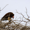 Lappet-faced vulture