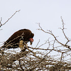 Lappet-faced vulture