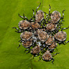 Unknown Shield Bugs