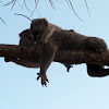 Koala mum & baby