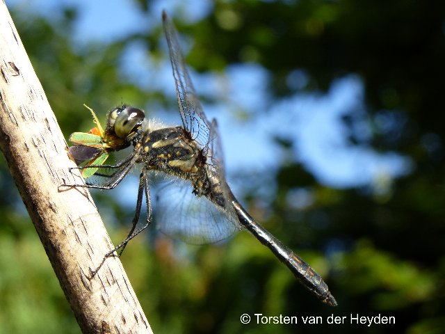 Black Darter (with prey: Rhododendron Leafhopper)