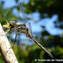Black Darter (with prey: Rhododendron Leafhopper)