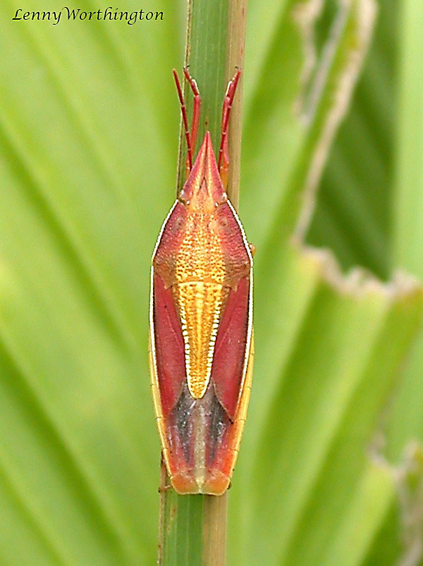 Pentatomidae  Bug