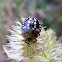 Southern Green Shieldbug Nymph (4th Instar)
