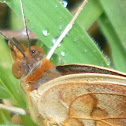 Mangrove Buckeye Butterfly