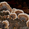 Turkey-tail Fungus