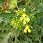 Mostaza de campo. Field mustard