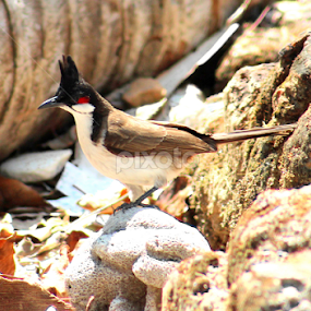 BULBUL by Tarunjyoti Tewari - Animals Birds