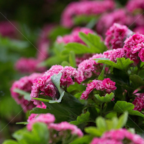 Pink cascade by Maria Semelevich - Flowers Tree Blossoms