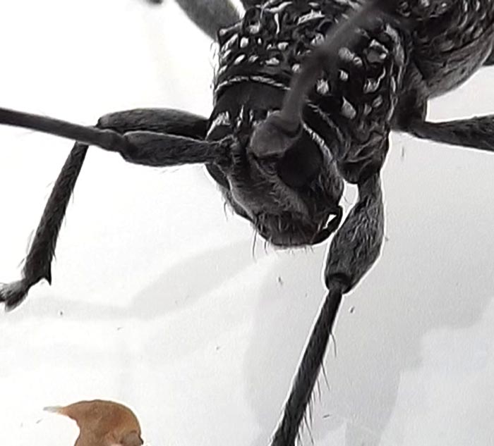 Black and White Longicorn Beetle