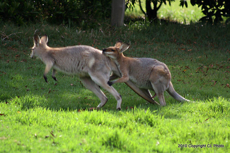 Red necked Wallabies