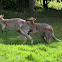 Red necked Wallabies