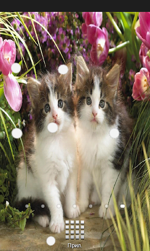 Kittens Live Wallpaper