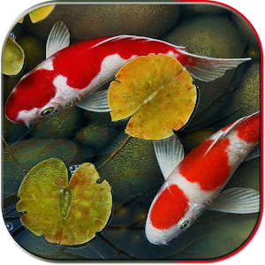 Koi pond 3D 1.1.9