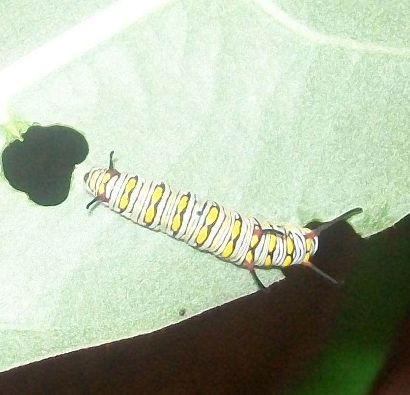 caterpillar of Monarc