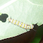 caterpillar of Monarc