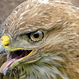 Portrait of a Hawk by Ioannis Alexander -  