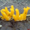 Kleverig koraalzwammetje (nl)