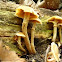 Mystery Mushroom #3