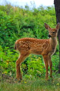 Cute Baby Animals Pictures(圖2)-速報App