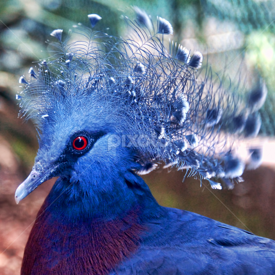 by Antonio Amen - Animals Birds