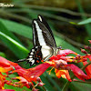 Borboleta caixão-de-defunto (Hector's Swallowtail)