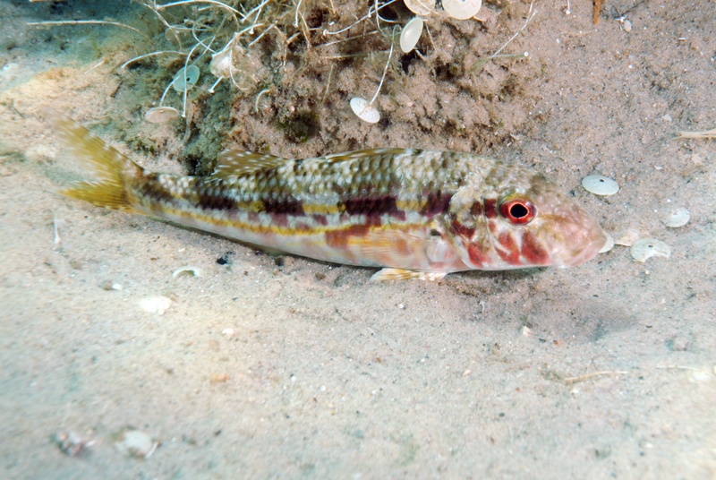 Striped Red Mullet