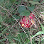 fly agaric