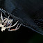 Tree Stump Spider