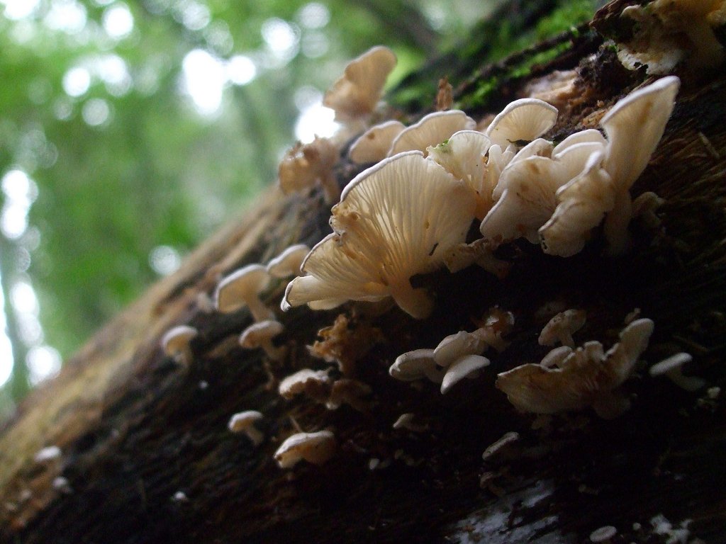 Bonnet mushrooms