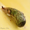 Syrphid Pupa