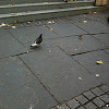 Rock Dove (Rock Pigeon)