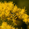 Spotted cucumber beetle