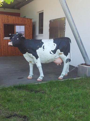 Cow Metzger Mezger