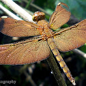 Fulvous forest skimmer