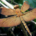 Fulvous forest skimmer